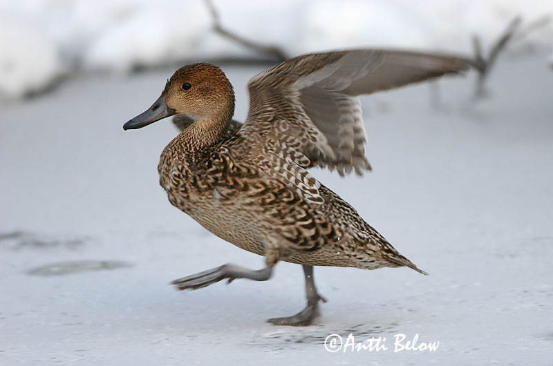 Avainsanat: Ànec cuallarg Spidsand Pijlstaart Northern Pintail Soopart Jouhisorsa Canard pilet Spießente Nyílfarkú réce Grafönd Stjertand Arrabio Anas acuta Anade Rabudo Stjärtand