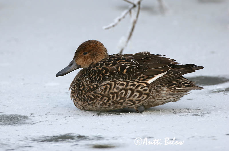 Avainsanat: Ànec cuallarg Spidsand Pijlstaart Northern Pintail Soopart Jouhisorsa Canard pilet Spießente Nyílfarkú réce Grafönd Stjertand Arrabio Anas acuta Anade Rabudo Stjärtand