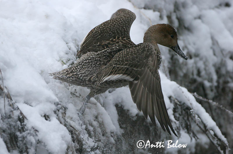 Avainsanat: Ànec cuallarg Spidsand Pijlstaart Northern Pintail Soopart Jouhisorsa Canard pilet Spießente Nyílfarkú réce Grafönd Stjertand Arrabio Anas acuta Anade Rabudo Stjärtand