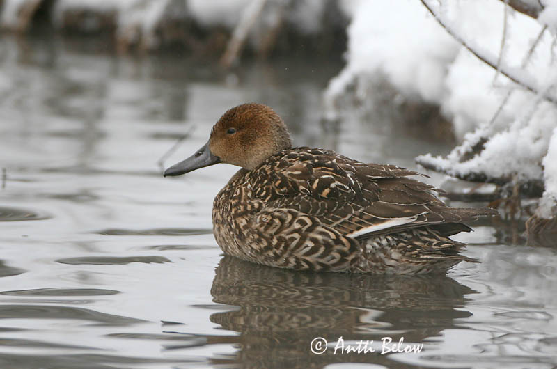 Avainsanat: Ànec cuallarg Spidsand Pijlstaart Northern Pintail Soopart Jouhisorsa Canard pilet Spießente Nyílfarkú réce Grafönd Stjertand Arrabio Anas acuta Anade Rabudo Stjärtand