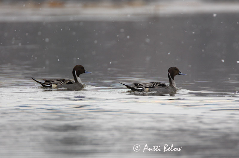 Avainsanat: Ànec cuallarg Spidsand Pijlstaart Northern Pintail Soopart Jouhisorsa Canard pilet Spießente Nyílfarkú réce Grafönd Stjertand Arrabio Anas acuta Anade Rabudo Stjärtand