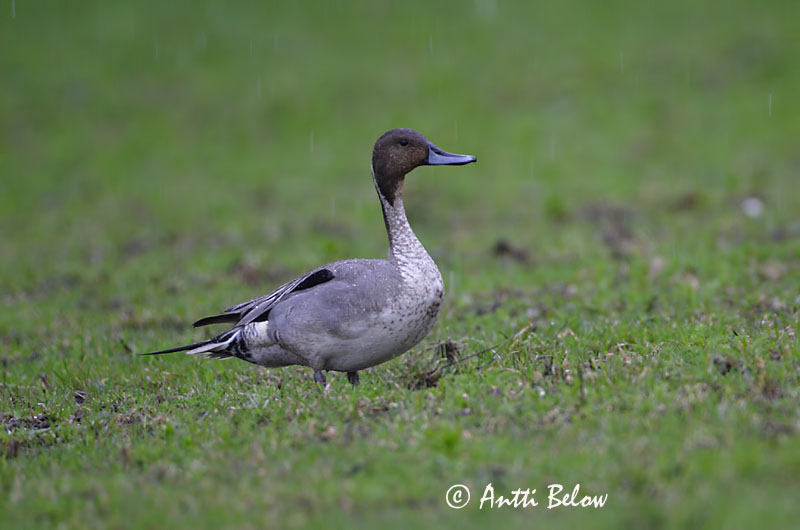 Avainsanat: Ànec cuallarg Spidsand Pijlstaart Northern Pintail Soopart Jouhisorsa Canard pilet Spießente Nyílfarkú réce Grafönd Stjertand Arrabio Anas acuta Anade Rabudo Stjärtand