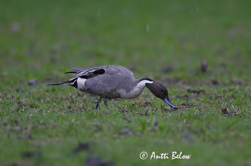 Avainsanat: Ànec cuallarg Spidsand Pijlstaart Northern Pintail Soopart Jouhisorsa Canard pilet Spießente Nyílfarkú réce Grafönd Stjertand Arrabio Anas acuta Anade Rabudo Stjärtand