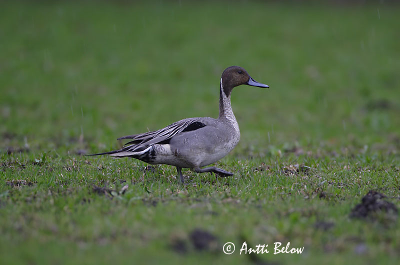 Avainsanat: Ànec cuallarg Spidsand Pijlstaart Northern Pintail Soopart Jouhisorsa Canard pilet Spießente Nyílfarkú réce Grafönd Stjertand Arrabio Anas acuta Anade Rabudo Stjärtand