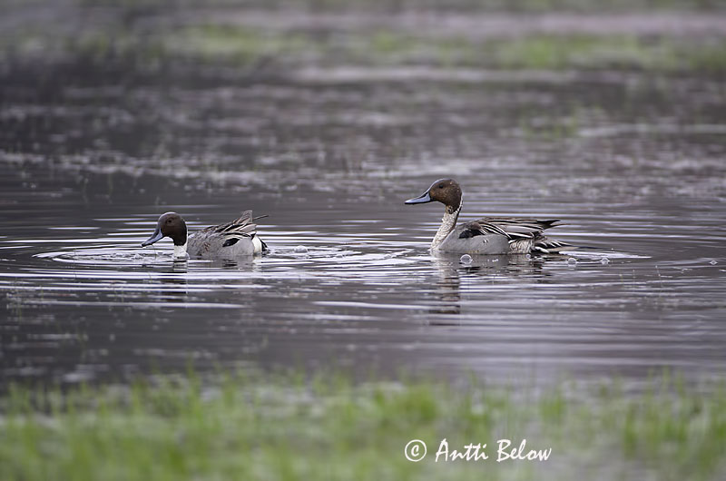 Avainsanat: Ànec cuallarg Spidsand Pijlstaart Northern Pintail Soopart Jouhisorsa Canard pilet Spießente Nyílfarkú réce Grafönd Stjertand Arrabio Anas acuta Anade Rabudo Stjärtand