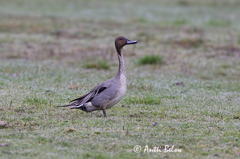 Avainsanat: Ànec cuallarg Spidsand Pijlstaart Northern Pintail Soopart Jouhisorsa Canard pilet Spießente Nyílfarkú réce Grafönd Stjertand Arrabio Anas acuta Anade Rabudo Stjärtand