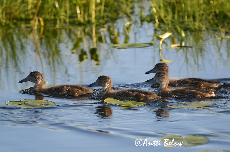 Avainsanat: Ànec cuallarg Spidsand Pijlstaart Northern Pintail Soopart Jouhisorsa Canard pilet Spießente Nyílfarkú réce Grafönd Stjertand Arrabio Anas acuta Anade Rabudo Stjärtand