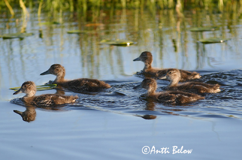 Avainsanat: Ànec cuallarg Spidsand Pijlstaart Northern Pintail Soopart Jouhisorsa Canard pilet Spießente Nyílfarkú réce Grafönd Stjertand Arrabio Anas acuta Anade Rabudo Stjärtand