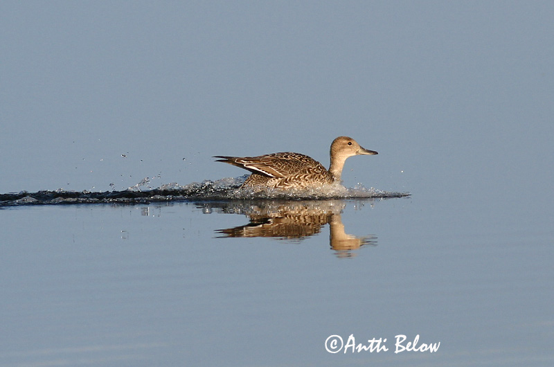 Avainsanat: Ànec cuallarg Spidsand Pijlstaart Northern Pintail Soopart Jouhisorsa Canard pilet Spießente Nyílfarkú réce Grafönd Stjertand Arrabio Anas acuta Anade Rabudo Stjärtand