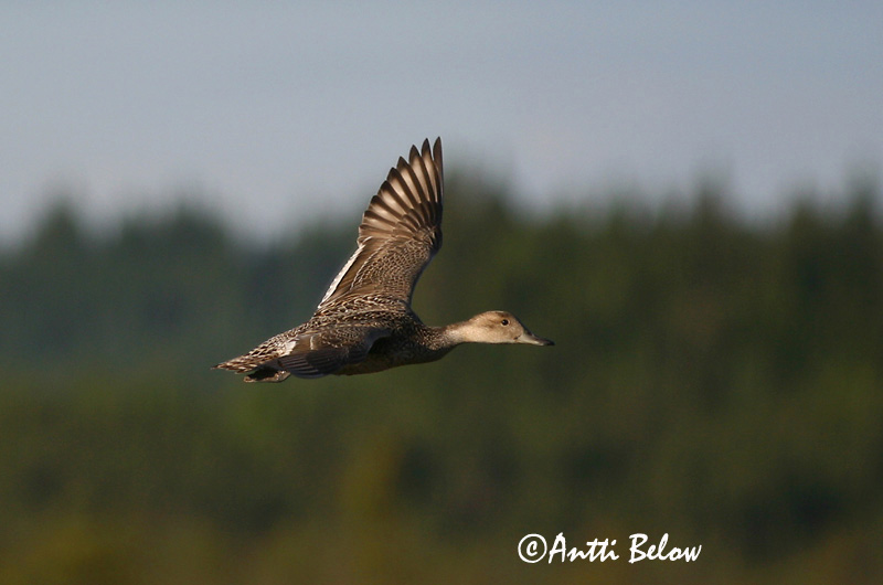 Avainsanat: Ànec cuallarg Spidsand Pijlstaart Northern Pintail Soopart Jouhisorsa Canard pilet Spießente Nyílfarkú réce Grafönd Stjertand Arrabio Anas acuta Anade Rabudo Stjärtand
