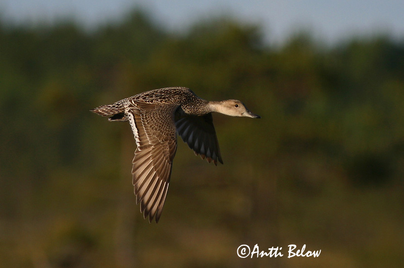 Avainsanat: Ànec cuallarg Spidsand Pijlstaart Northern Pintail Soopart Jouhisorsa Canard pilet Spießente Nyílfarkú réce Grafönd Stjertand Arrabio Anas acuta Anade Rabudo Stjärtand