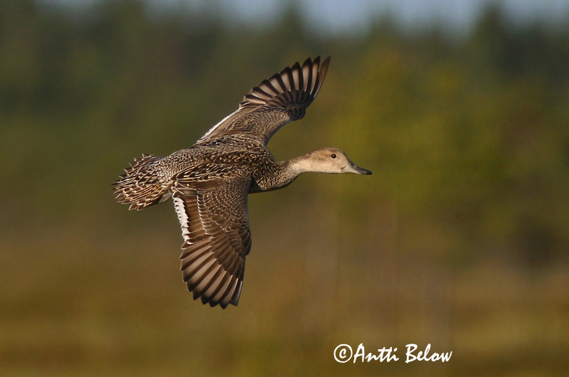 Avainsanat: Ànec cuallarg Spidsand Pijlstaart Northern Pintail Soopart Jouhisorsa Canard pilet Spießente Nyílfarkú réce Grafönd Stjertand Arrabio Anas acuta Anade Rabudo Stjärtand