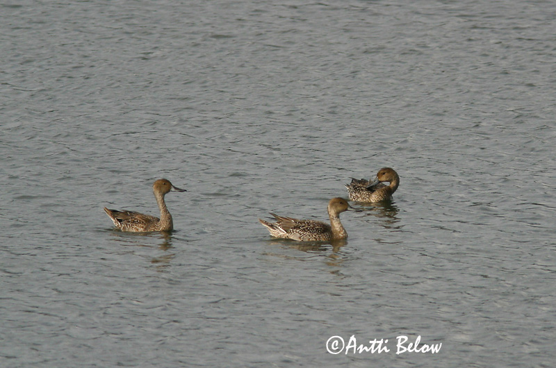 Avainsanat: Ànec cuallarg Spidsand Pijlstaart Northern Pintail Soopart Jouhisorsa Canard pilet Spießente Nyílfarkú réce Grafönd Stjertand Arrabio Anas acuta Anade Rabudo Stjärtand