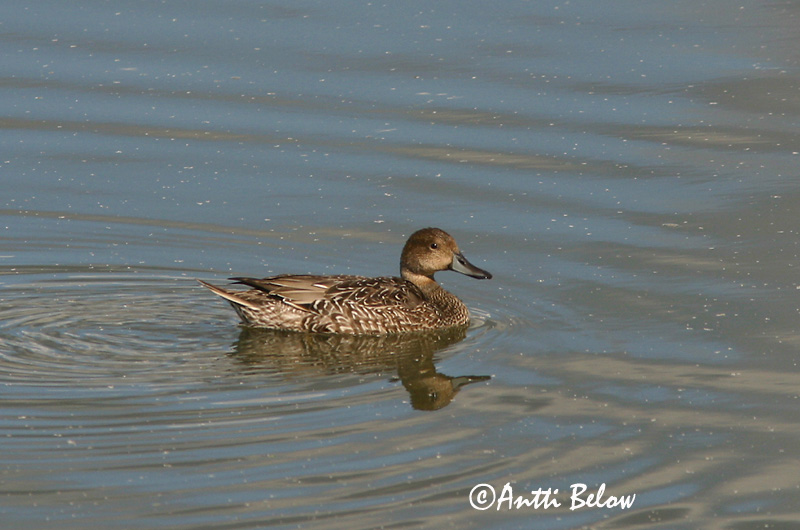 Avainsanat: Ànec cuallarg Spidsand Pijlstaart Northern Pintail Soopart Jouhisorsa Canard pilet Spießente Nyílfarkú réce Grafönd Stjertand Arrabio Anas acuta Anade Rabudo Stjärtand