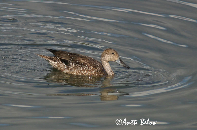 Avainsanat: Ànec cuallarg Spidsand Pijlstaart Northern Pintail Soopart Jouhisorsa Canard pilet Spießente Nyílfarkú réce Grafönd Stjertand Arrabio Anas acuta Anade Rabudo Stjärtand