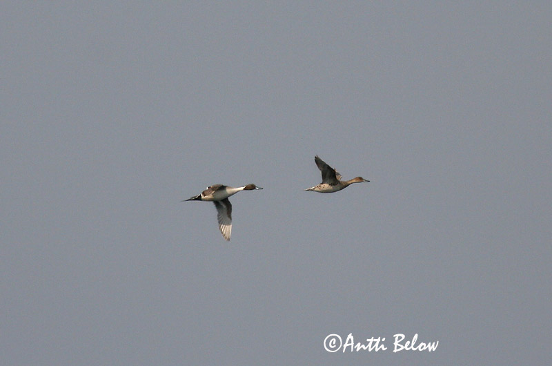 5/2006
Estonia
Avainsanat: Ànec cuallarg Spidsand Pijlstaart Northern Pintail Soopart Jouhisorsa Canard pilet Spießente Nyílfarkú réce Grafönd Stjertand Arrabio Anas acuta Anade Rabudo Stjärtand