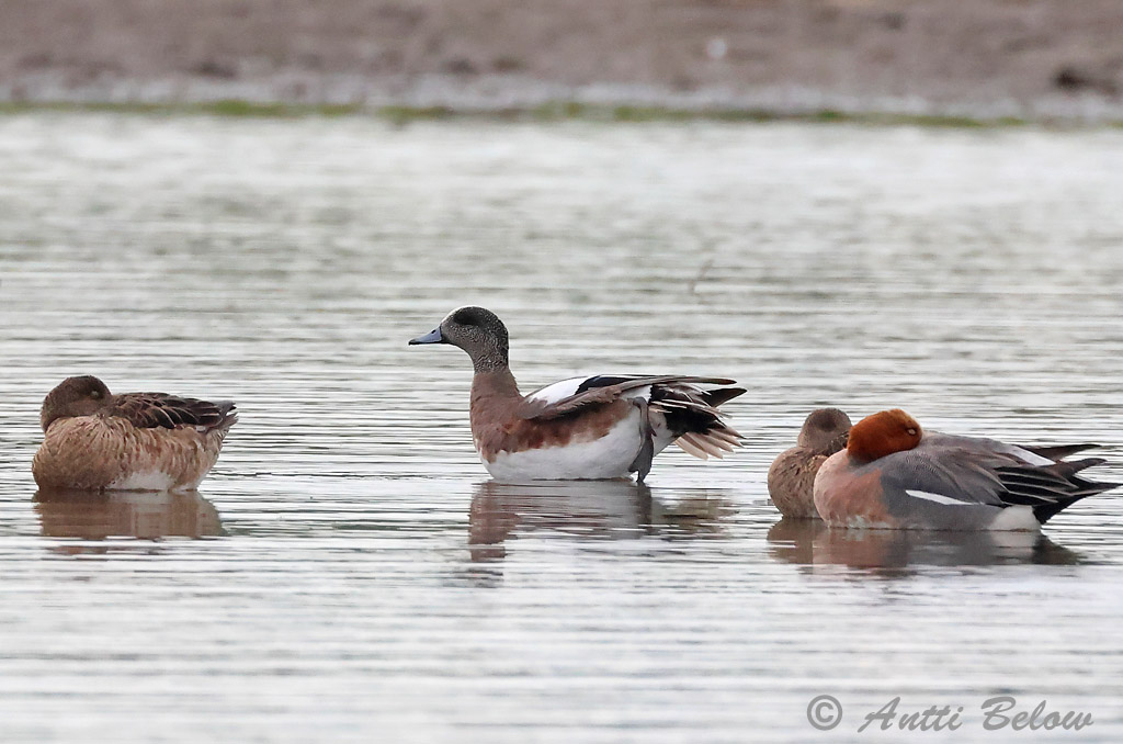 Helsinki
Avainsanat: Hvízdák americký Amerikansk pibeand Amerikaanse smient American Wigeon Amerikanhaapana Canard à front blanc Nordamerikanische Pfeifente Fischione americano Amerikahidori Amerikablesand Swistun amerykanski Piadeira-americana Anas americana Silbón Amer