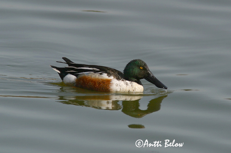 Avainsanat: Ànec cullerot Skeand Slobeend Northern Shoveler Luitsnokk-part Lapasorsa Canard souchet Löffelente Kanalasréce Skeiðönd Skjeand Pato-trombeteiro Anas clypeata Cuchara Común Skedand