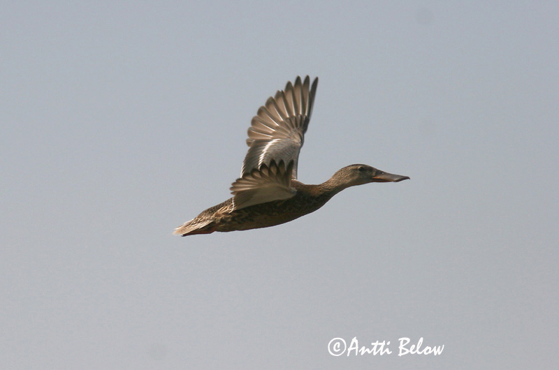Avainsanat: Ànec cullerot Skeand Slobeend Northern Shoveler Luitsnokk-part Lapasorsa Canard souchet Löffelente Kanalasréce Skeiðönd Skjeand Pato-trombeteiro Anas clypeata Cuchara Común Skedand