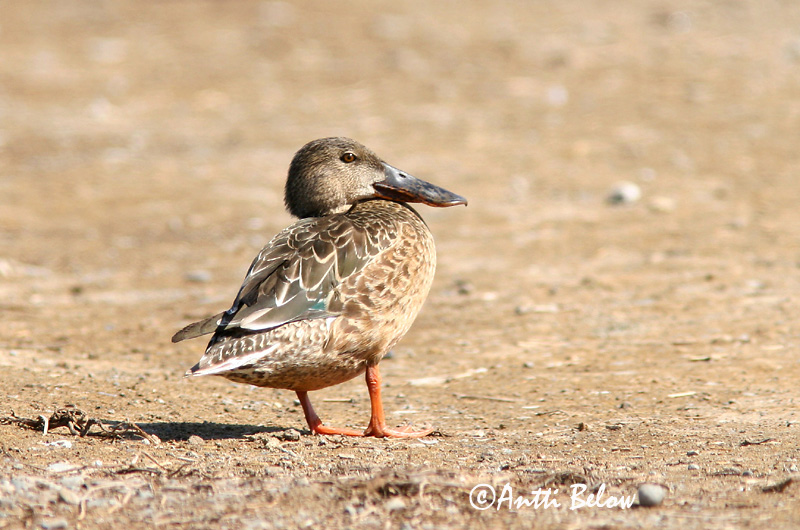 Avainsanat: Ànec cullerot Skeand Slobeend Northern Shoveler Luitsnokk-part Lapasorsa Canard souchet Löffelente Kanalasréce Skeiðönd Skjeand Pato-trombeteiro Anas clypeata Cuchara Común Skedand