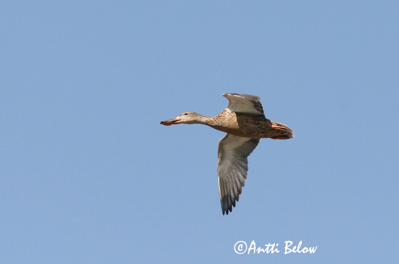 Avainsanat: Ànec cullerot Skeand Slobeend Northern Shoveler Luitsnokk-part Lapasorsa Canard souchet Löffelente Kanalasréce Skeiðönd Skjeand Pato-trombeteiro Anas clypeata Cuchara Común Skedand