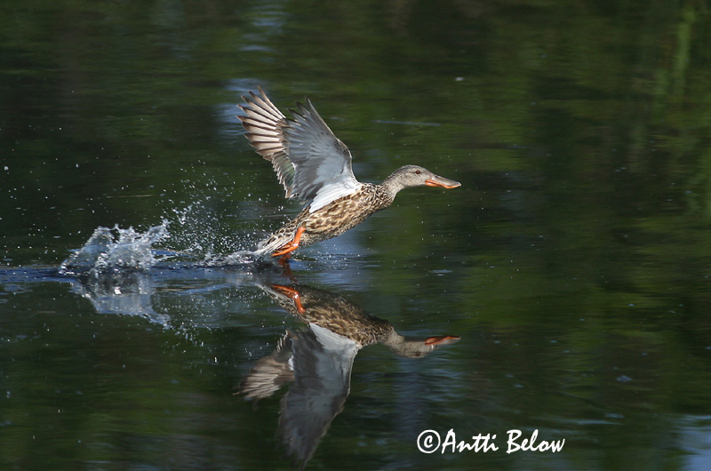 7/2003
Lågskär, Finland
Avainsanat: Ànec cullerot Skeand Slobeend Northern Shoveler Luitsnokk-part Lapasorsa Canard souchet Löffelente Kanalasréce Skeiðönd Skjeand Pato-trombeteiro Anas clypeata Cuchara Común Skedand