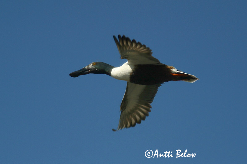 Avainsanat: Ànec cullerot Skeand Slobeend Northern Shoveler Luitsnokk-part Lapasorsa Canard souchet Löffelente Kanalasréce Skeiðönd Skjeand Pato-trombeteiro Anas clypeata Cuchara Común Skedand