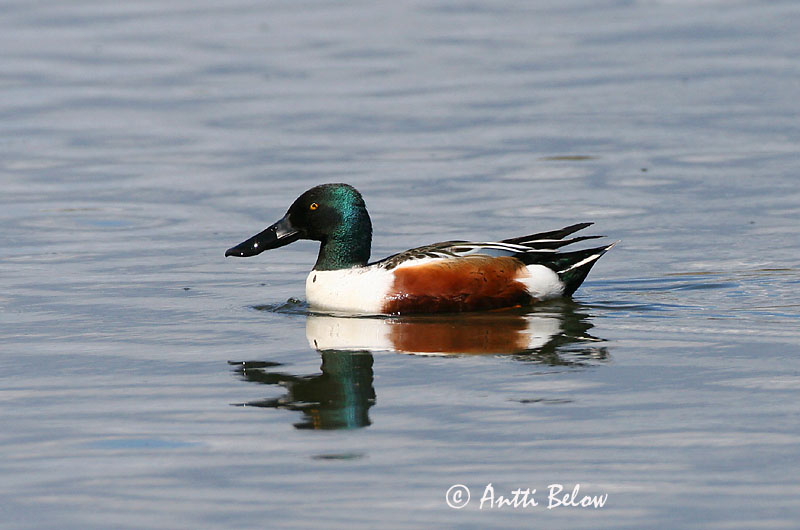 Avainsanat: Ànec cullerot Skeand Slobeend Northern Shoveler Luitsnokk-part Lapasorsa Canard souchet Löffelente Kanalasréce Skeiðönd Skjeand Pato-trombeteiro Anas clypeata Cuchara Común Skedand