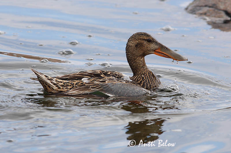 Avainsanat: Ànec cullerot Skeand Slobeend Northern Shoveler Luitsnokk-part Lapasorsa Canard souchet Löffelente Kanalasréce Skeiðönd Skjeand Pato-trombeteiro Anas clypeata Cuchara Común Skedand
