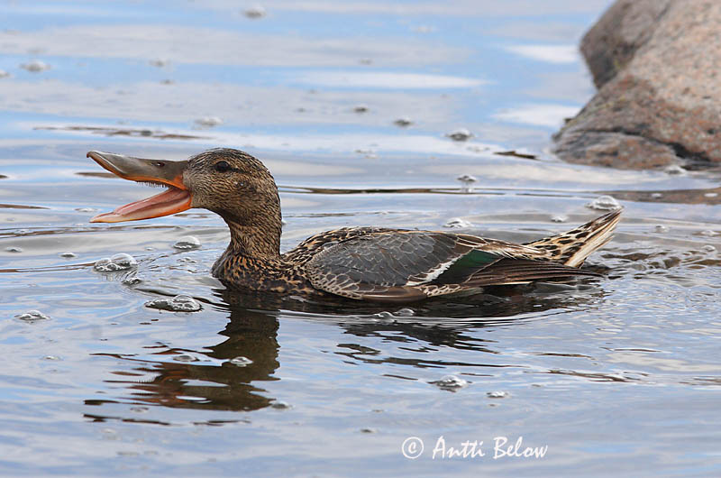 Avainsanat: Ànec cullerot Skeand Slobeend Northern Shoveler Luitsnokk-part Lapasorsa Canard souchet Löffelente Kanalasréce Skeiðönd Skjeand Pato-trombeteiro Anas clypeata Cuchara Común Skedand