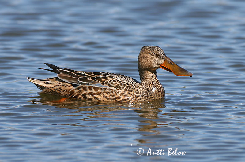 Avainsanat: Ànec cullerot Skeand Slobeend Northern Shoveler Luitsnokk-part Lapasorsa Canard souchet Löffelente Kanalasréce Skeiðönd Skjeand Pato-trombeteiro Anas clypeata Cuchara Común Skedand