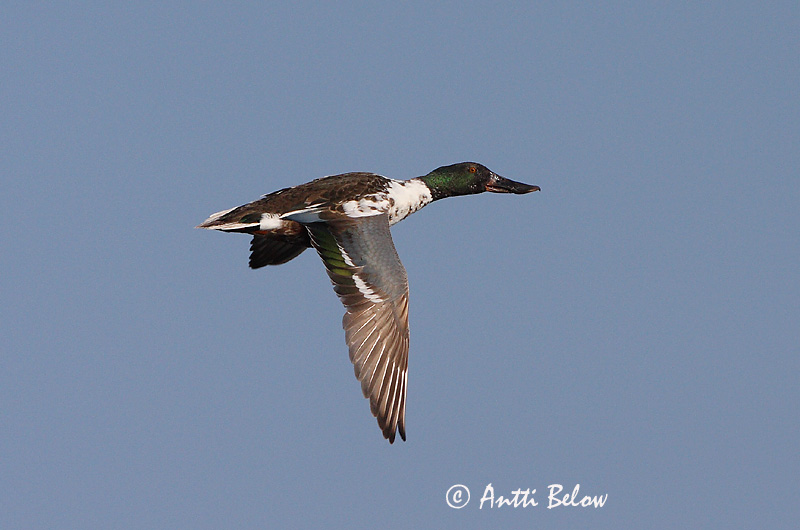 Avainsanat: Ànec cullerot Skeand Slobeend Northern Shoveler Luitsnokk-part Lapasorsa Canard souchet Löffelente Kanalasréce Skeiðönd Skjeand Pato-trombeteiro Anas clypeata Cuchara Común Skedand