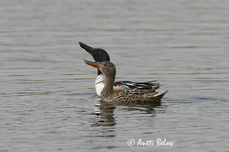 Avainsanat: Ànec cullerot Skeand Slobeend Northern Shoveler Luitsnokk-part Lapasorsa Canard souchet Löffelente Kanalasréce Skeiðönd Skjeand Pato-trombeteiro Anas clypeata Cuchara Común Skedand