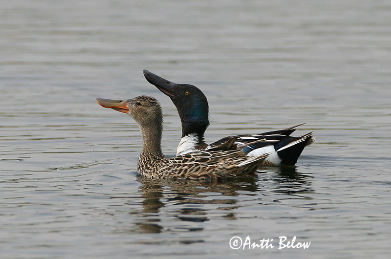 Avainsanat: Ànec cullerot Skeand Slobeend Northern Shoveler Luitsnokk-part Lapasorsa Canard souchet Löffelente Kanalasréce Skeiðönd Skjeand Pato-trombeteiro Anas clypeata Cuchara Común Skedand