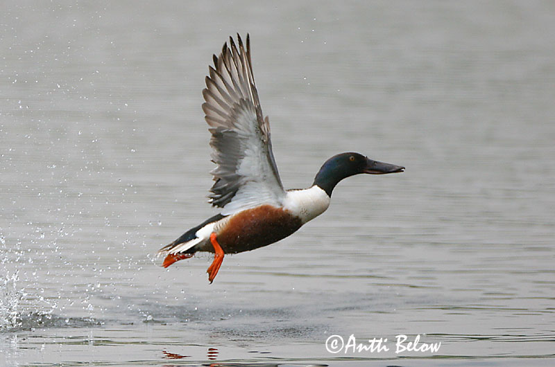 Avainsanat: Ànec cullerot Skeand Slobeend Northern Shoveler Luitsnokk-part Lapasorsa Canard souchet Löffelente Kanalasréce Skeiðönd Skjeand Pato-trombeteiro Anas clypeata Cuchara Común Skedand