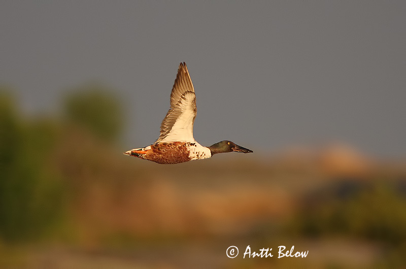 Avainsanat: Ànec cullerot Skeand Slobeend Northern Shoveler Luitsnokk-part Lapasorsa Canard souchet Löffelente Kanalasréce Skeiðönd Skjeand Pato-trombeteiro Anas clypeata Cuchara Común Skedand
