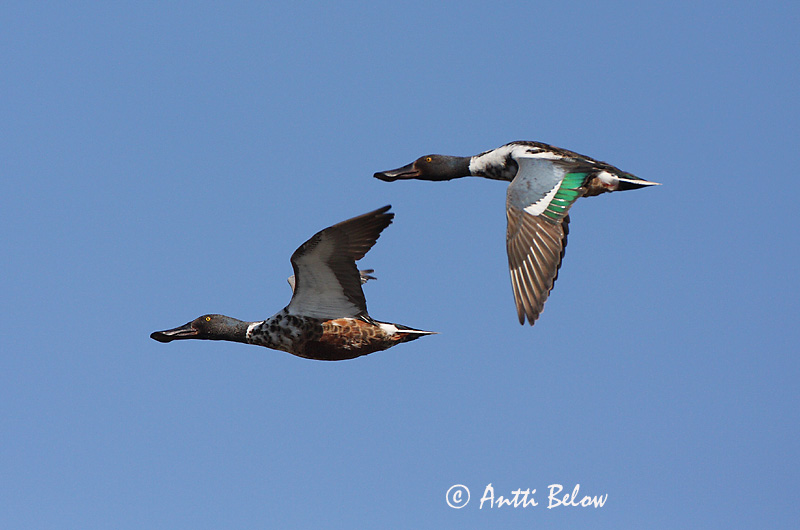 Avainsanat: Ànec cullerot Skeand Slobeend Northern Shoveler Luitsnokk-part Lapasorsa Canard souchet Löffelente Kanalasréce Skeiðönd Skjeand Pato-trombeteiro Anas clypeata Cuchara Común Skedand