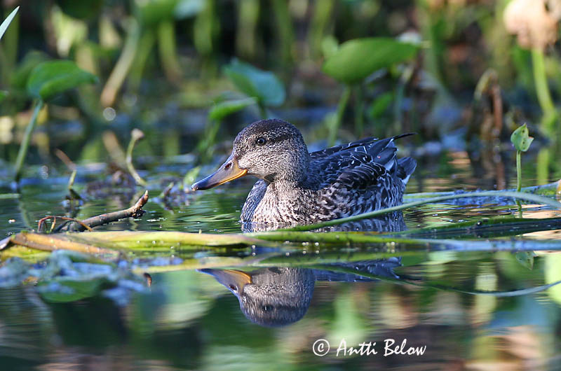 Avainsanat: Xarxet Krikand Wintertaling Common Teal Piilpart Tavi Sarcelle d'hiver Krickente Csörgo réce Urtönd Krikkand Marrequinho-comum Anas crecca Cerceta Común Kricka