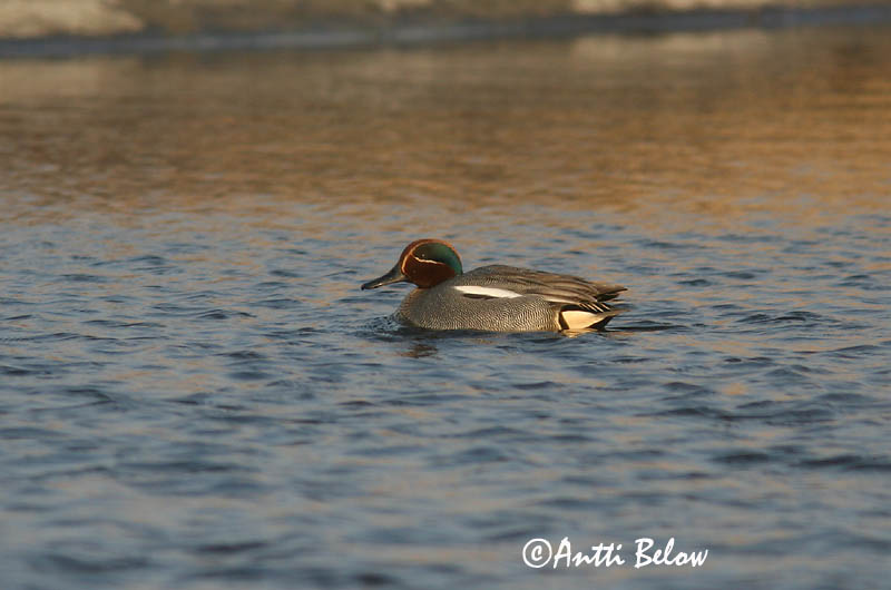 5/2006
Lågskär, Finland
Avainsanat: Xarxet Krikand Wintertaling Common Teal Piilpart Tavi Sarcelle d'hiver Krickente Csörgo réce Urtönd Krikkand Marrequinho-comum Anas crecca Cerceta Común Kricka