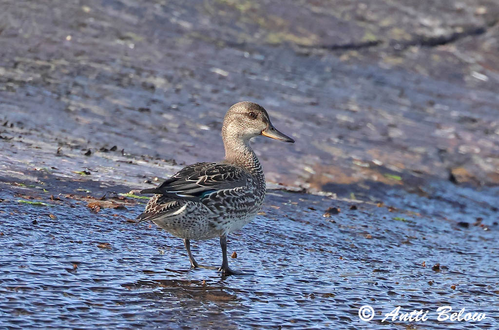 Porvoo 8/2025
Avainsanat: Xarxet Krikand Wintertaling Common Teal Piilpart Tavi Sarcelle d'hiver Krickente Csörgo réce Urtönd Krikkand Marrequinho-comum Anas crecca Cerceta Común Kricka