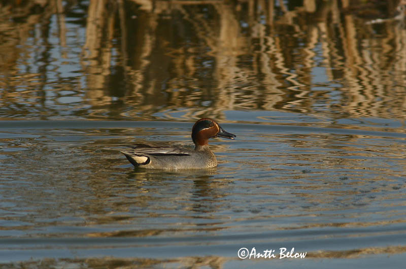 Avainsanat: Xarxet Krikand Wintertaling Common Teal Piilpart Tavi Sarcelle d'hiver Krickente Csörgo réce Urtönd Krikkand Marrequinho-comum Anas crecca Cerceta Común Kricka