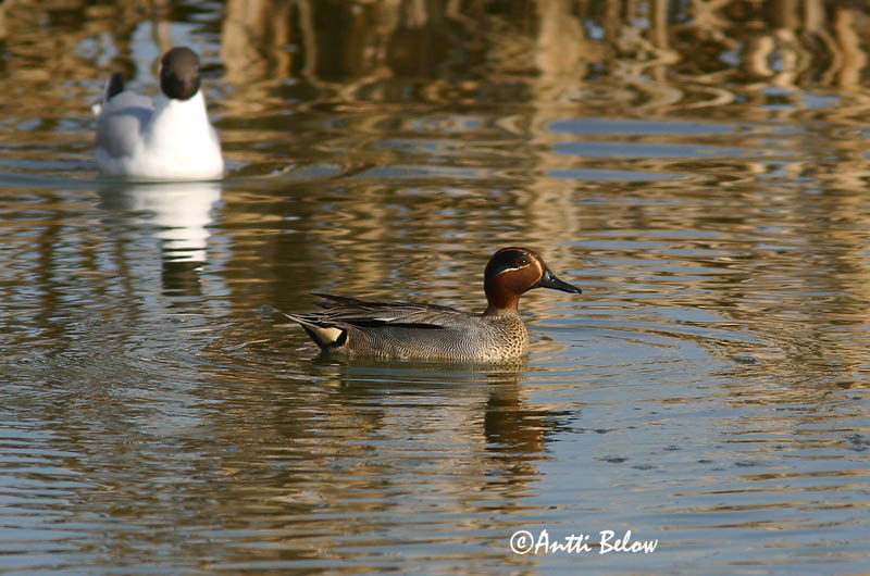 Avainsanat: Xarxet Krikand Wintertaling Common Teal Piilpart Tavi Sarcelle d'hiver Krickente Csörgo réce Urtönd Krikkand Marrequinho-comum Anas crecca Cerceta Común Kricka