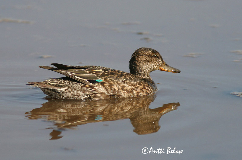 Avainsanat: Xarxet Krikand Wintertaling Common Teal Piilpart Tavi Sarcelle d'hiver Krickente Csörgo réce Urtönd Krikkand Marrequinho-comum Anas crecca Cerceta Común Kricka