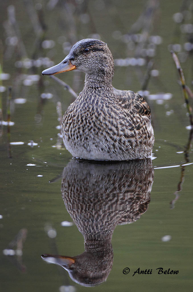 Kuusamo 6/2018
Avainsanat: Xarxet Krikand Wintertaling Common Teal Piilpart Tavi Sarcelle d'hiver Krickente Csörgo réce Urtönd Krikkand Marrequinho-comum Anas crecca Cerceta Común Kricka