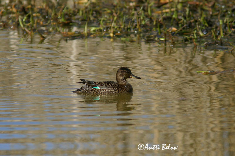 Avainsanat: Xarxet Krikand Wintertaling Common Teal Piilpart Tavi Sarcelle d'hiver Krickente Csörgo réce Urtönd Krikkand Marrequinho-comum Anas crecca Cerceta Común Kricka