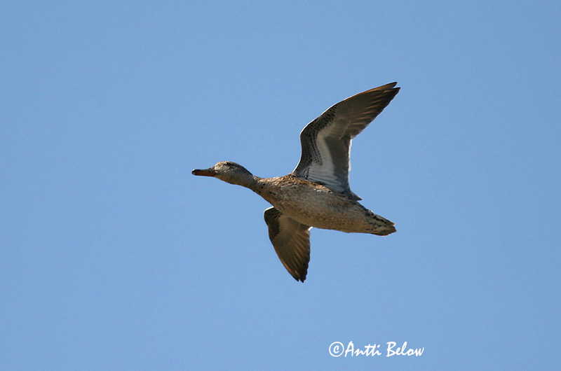 Avainsanat: Xarxet Krikand Wintertaling Common Teal Piilpart Tavi Sarcelle d'hiver Krickente Csörgo réce Urtönd Krikkand Marrequinho-comum Anas crecca Cerceta Común Kricka