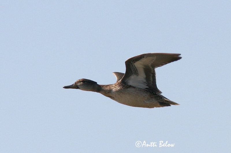 Avainsanat: Xarxet Krikand Wintertaling Common Teal Piilpart Tavi Sarcelle d'hiver Krickente Csörgo réce Urtönd Krikkand Marrequinho-comum Anas crecca Cerceta Común Kricka