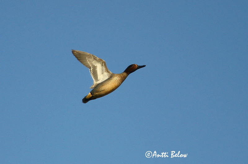 Avainsanat: Xarxet Krikand Wintertaling Common Teal Piilpart Tavi Sarcelle d'hiver Krickente Csörgo réce Urtönd Krikkand Marrequinho-comum Anas crecca Cerceta Común Kricka
