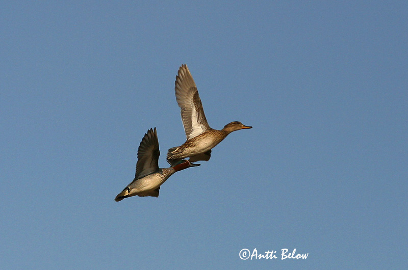 Avainsanat: Xarxet Krikand Wintertaling Common Teal Piilpart Tavi Sarcelle d'hiver Krickente Csörgo réce Urtönd Krikkand Marrequinho-comum Anas crecca Cerceta Común Kricka