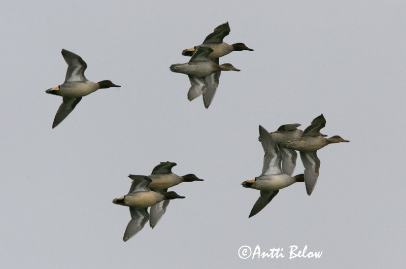 Avainsanat: Xarxet Krikand Wintertaling Common Teal Piilpart Tavi Sarcelle d'hiver Krickente Csörgo réce Urtönd Krikkand Marrequinho-comum Anas crecca Cerceta Común Kricka